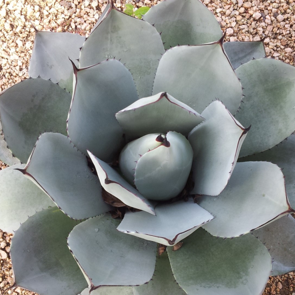 Artichoke agave leaves form symmetrical rosette.