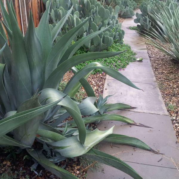 Weber�s Agave Garden Style San Antonio