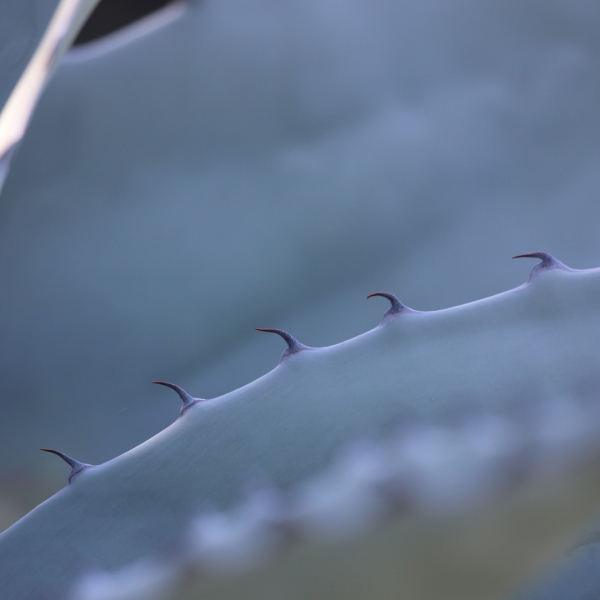 Whale's Tongue is a fairly cold-hardy agave with wide cupped leaves.