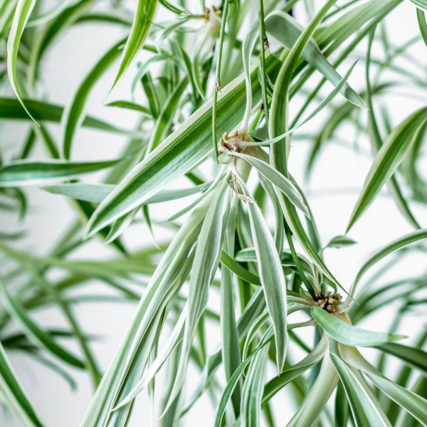 Spider plant leaves.