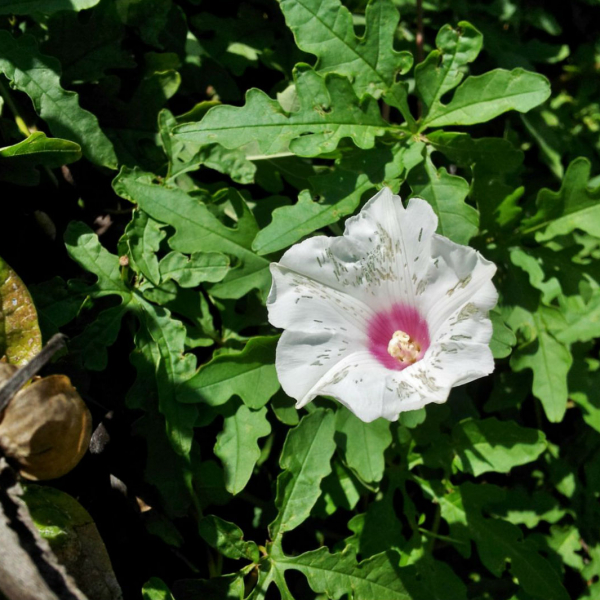alamo-vine-merremia-disecta-detail-20121002