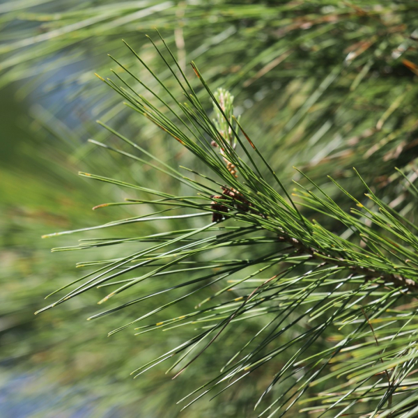Aleppo pine leaves and cones.
