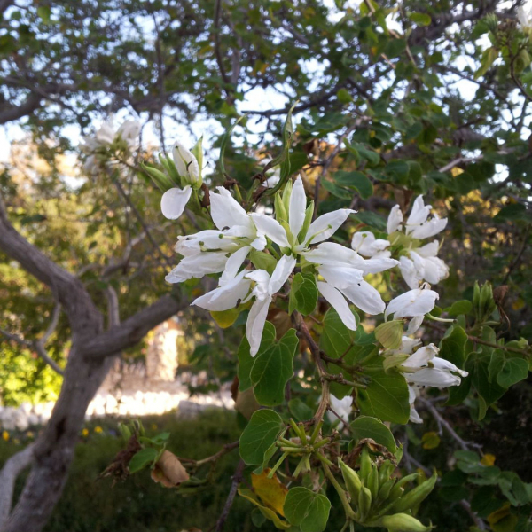 anacacho-orchid-tree-bauhinia-congesta-lunaroides-sunken-gardens