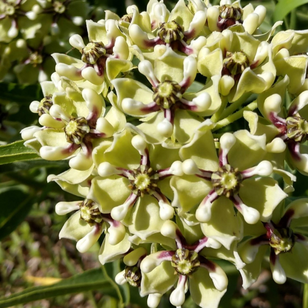 Antelope horns flowers.