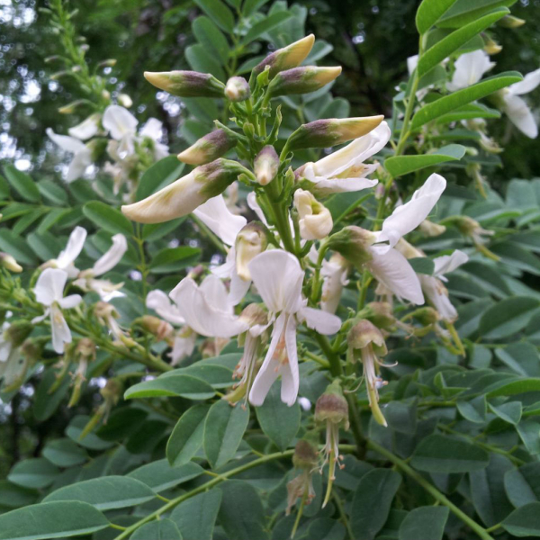 White flowers of Arroyo Sweetwood