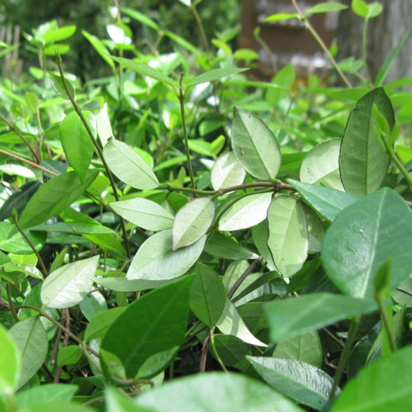 Asiatic jasmine is an adaptable groundcover.