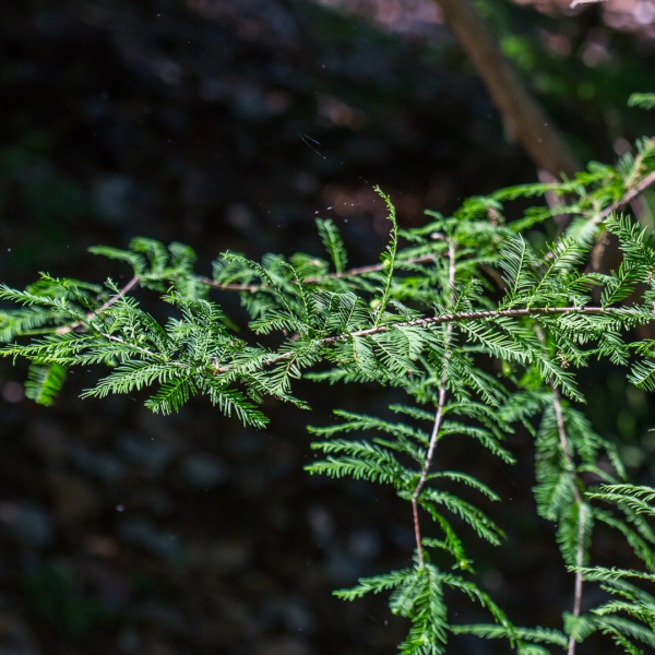 Bald cypress leaves.