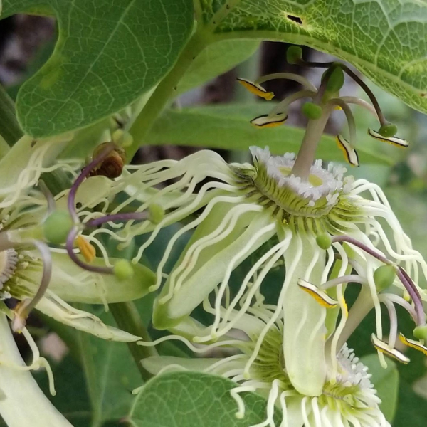 Bracted Passionflower Vine Garden Style San Antonio,Mexican Sauces For Fruit