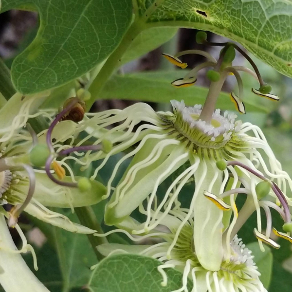 Featured image of post Passion Flower Vine Leaves