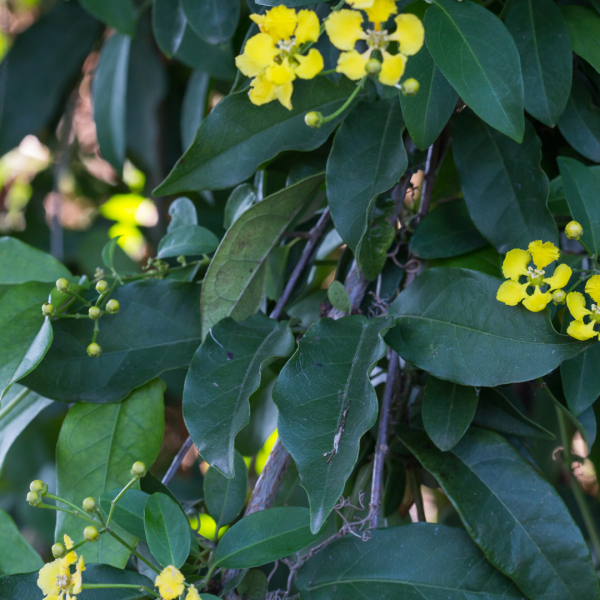 Butterfly vine leaves and flowers