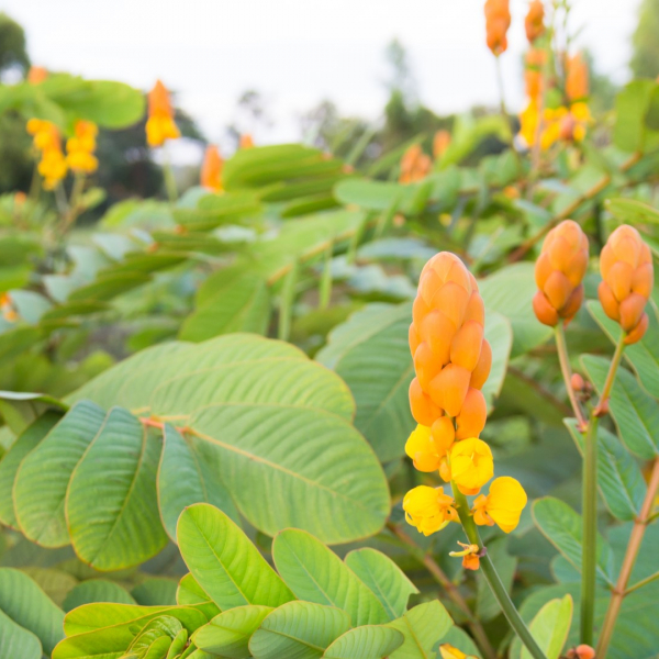 Candlestick plant leaves and
