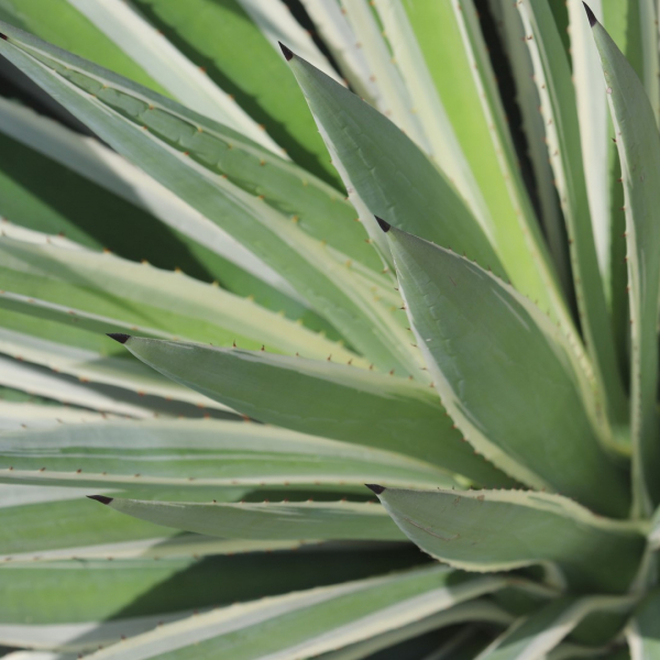 carribean-agave-detail-1920x1080-