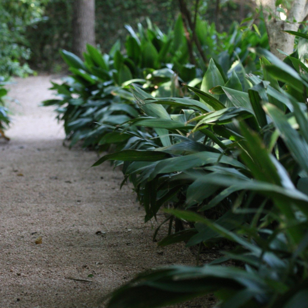 cast-iron-plant-aspidistra-elator-form-1920x1080-7w0u6532
