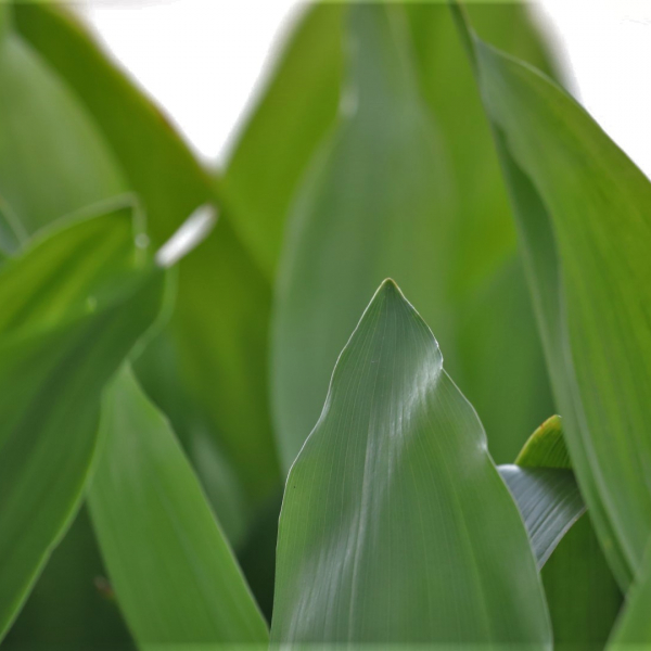 Cast iron plant leaves.