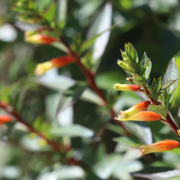 cigar-plant-cuphea-ignea-detail-1920x1080-img_7052