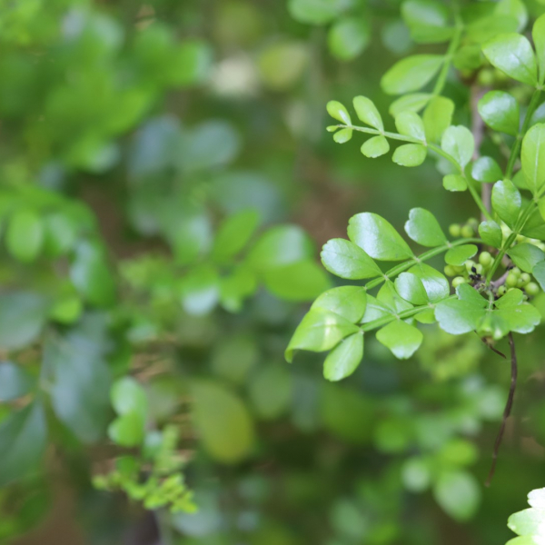 Lime prickly ash leaves.