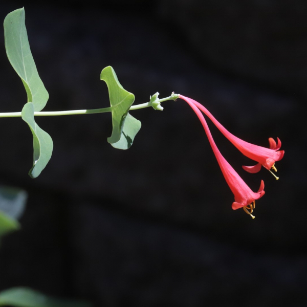 Coral honeysuckle flowers.