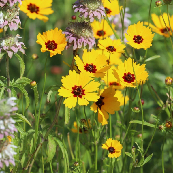 Coreopsis flowers.