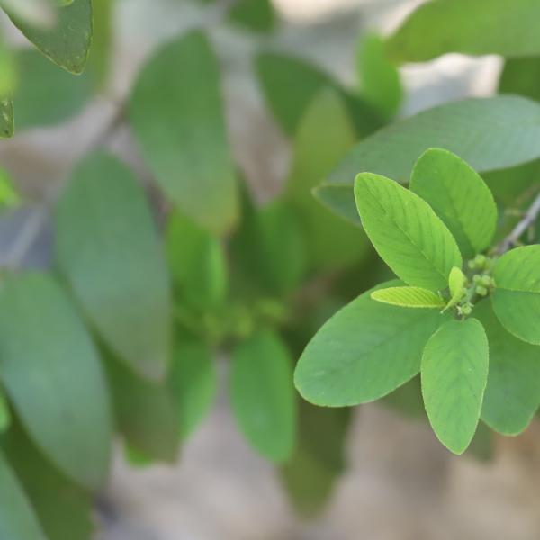 Coyotillo leaves.