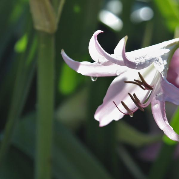 Crinum is a long-lived South African lily once used to mark gravesites in early Texas cemeteries; many of those specimens are still alive.