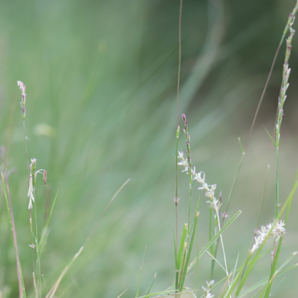 Curly mesquite grass leaves.