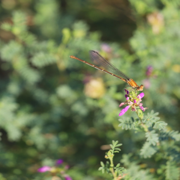 Black dalea flowers, with dragonfly.