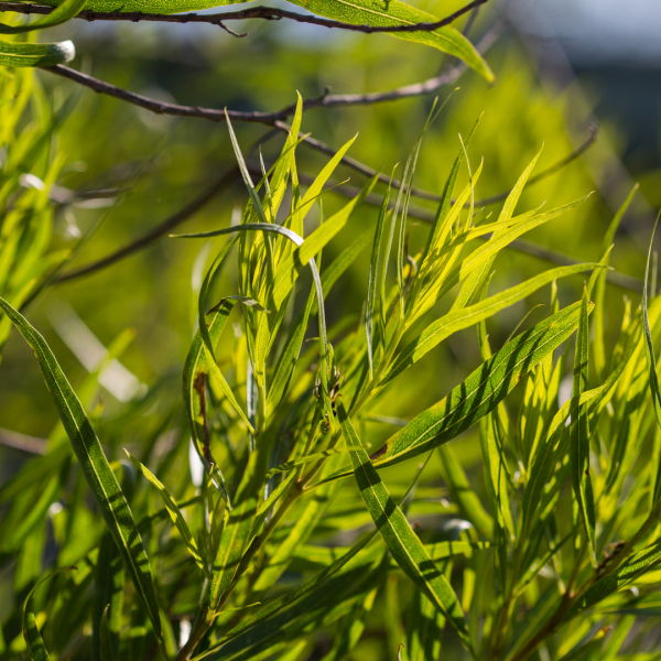 Desert willow leaves.