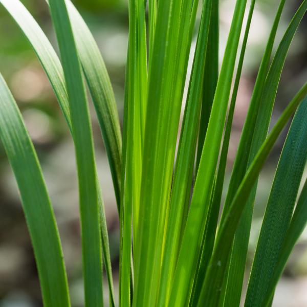 Dwarf palmetto leaves.