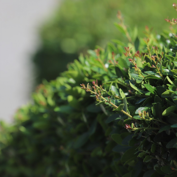 Dwarf yaupon holly leaves.