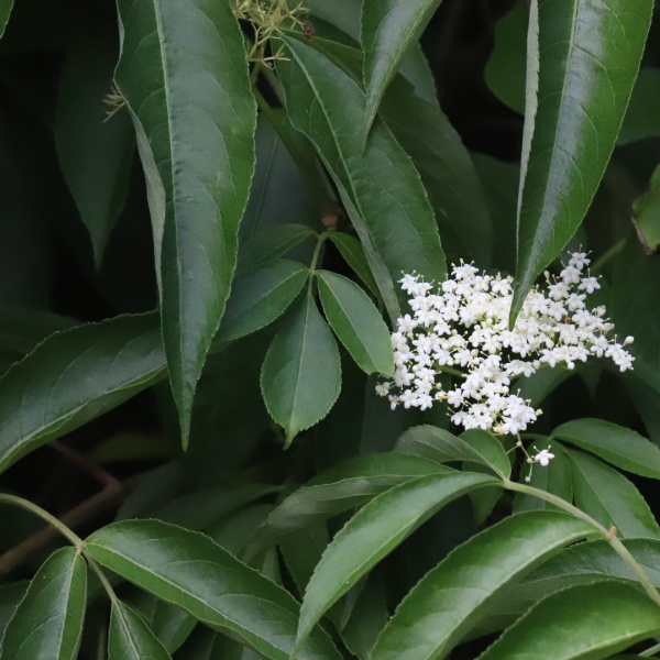 Elderberry leaves and flowers.