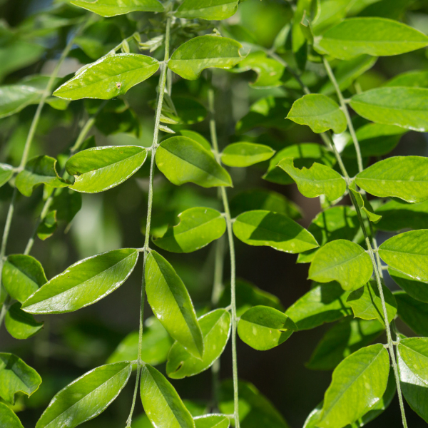 Eve's necklace leaves.