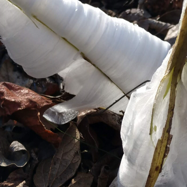 Frostweed with ice.