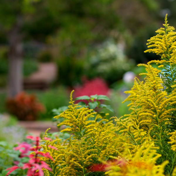 Goldenrod in flower.