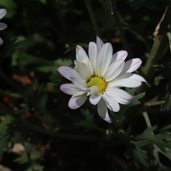 Hardy chrysanthemum flower.