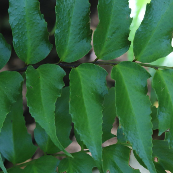 Holly fern leaves.