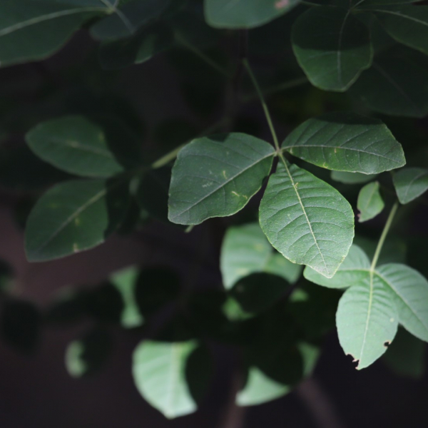 Hop tree leaves.