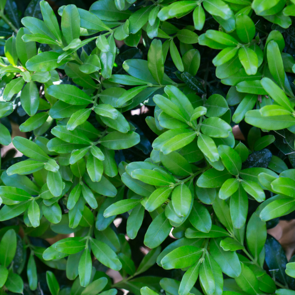 boxwood japanese plant previous