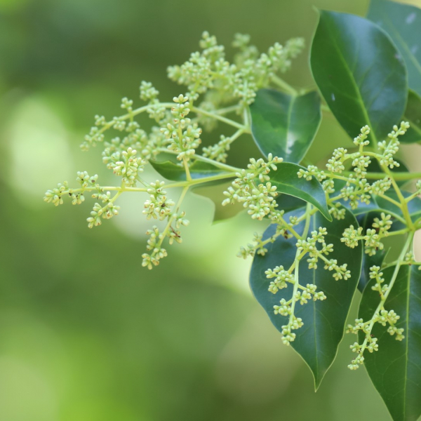 Japanese ligustrum flowers and leaves.