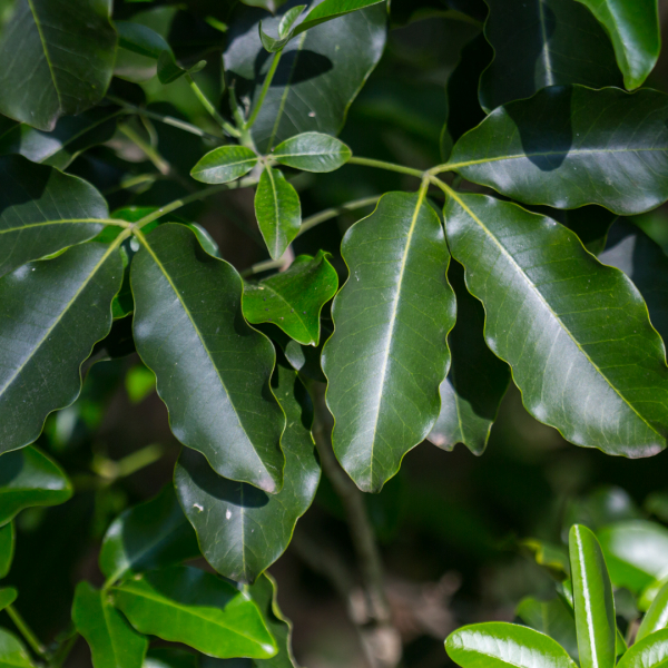 Runyon's limoncillo leaves.