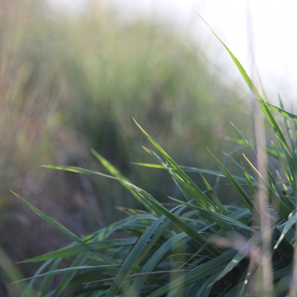 Little bluestem leaves.