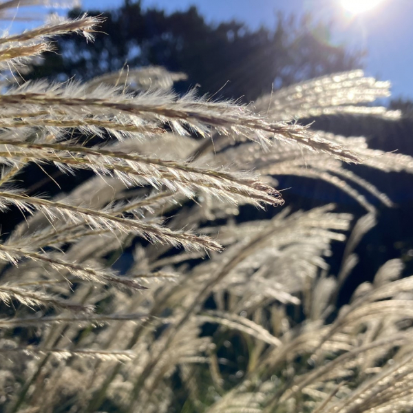 maidenhair-grass-detail-1920x1080-img_2875