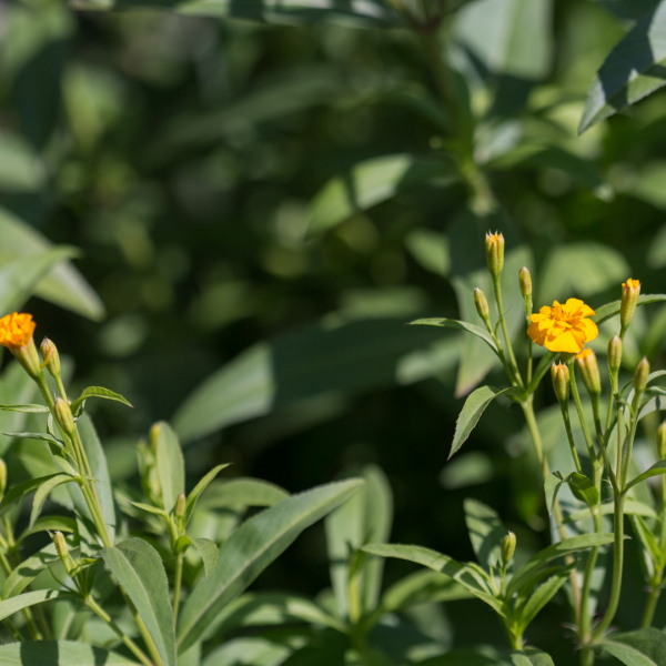 Mexican tarragon leaves and flowers.