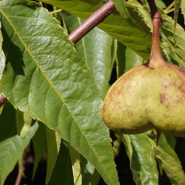 Mexican buckeye leaves and seedpods.