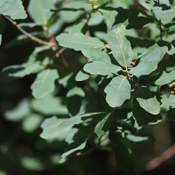 Its greenish-blue leaves give the small Lacey oak an impressive cooling effect on warm days.