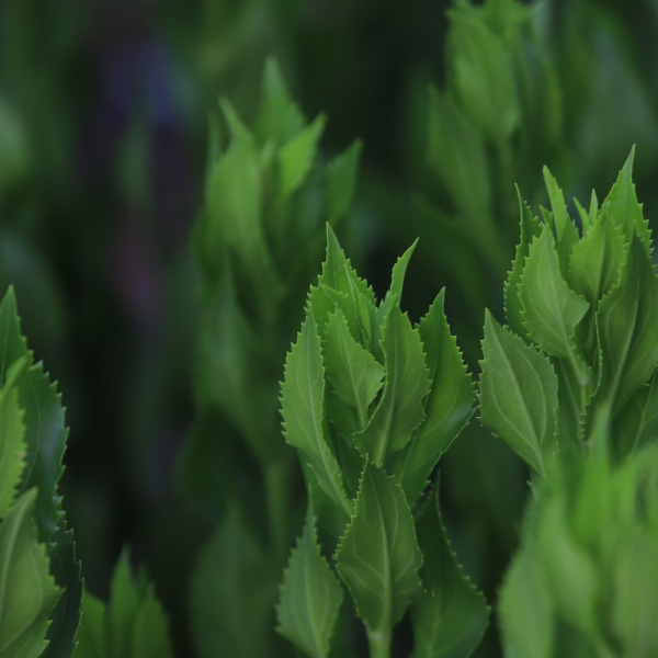 Obedient plant leaves.