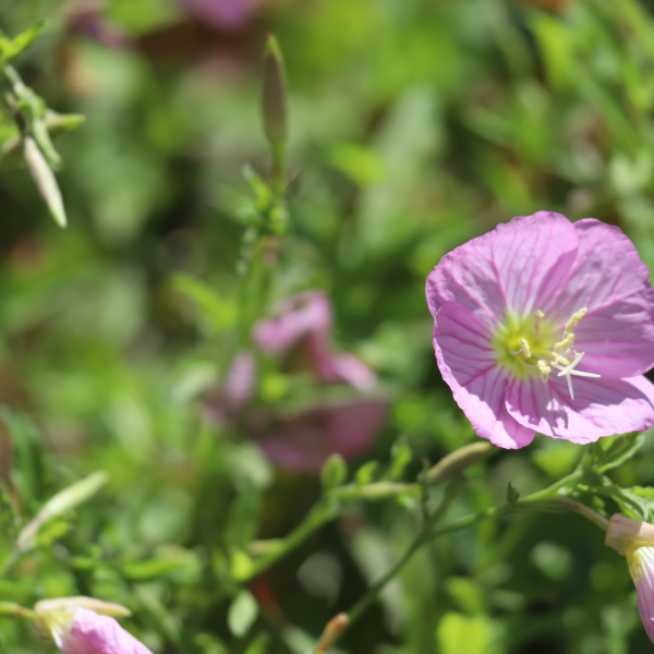 "Pink ladies" evening primrose flowers.