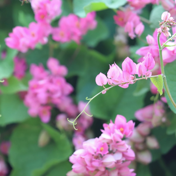 queen's flower