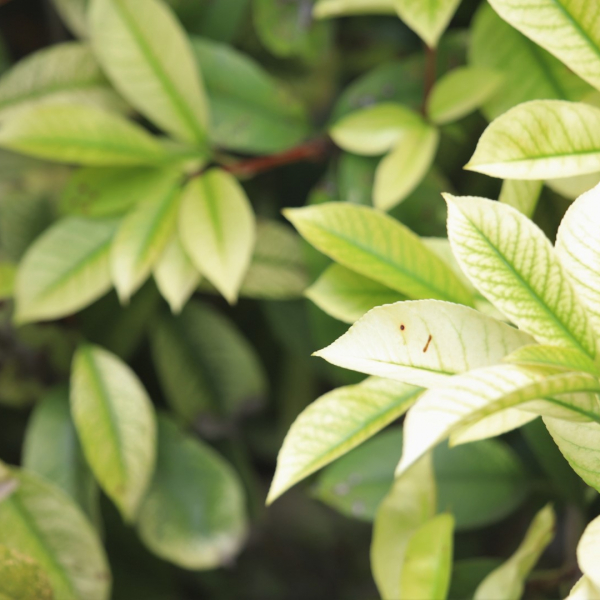 Red-tip photinia showing leaf spots.
