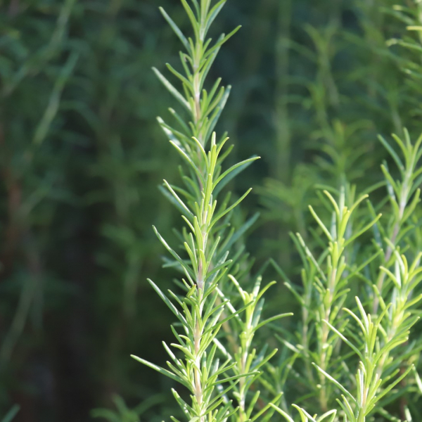 Rosemary leaves.