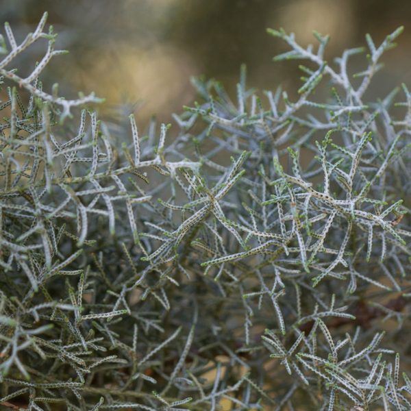 Arizona cypress leaves.